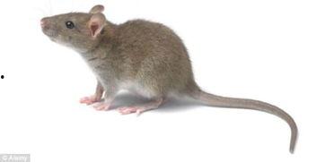 最新老鼠爆料新闻报道图片,揭秘新闻报道背后的惊人真相